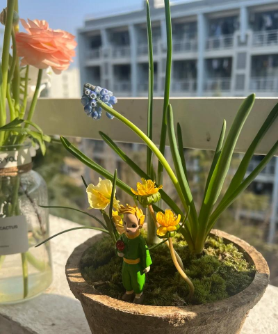 家庭养花用生根粉