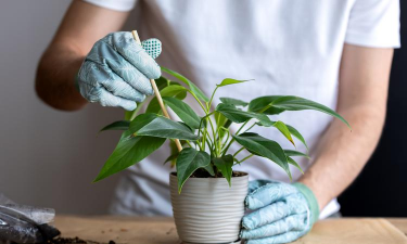 家庭养花用生根粉