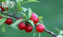 郁李麦李怎么区分