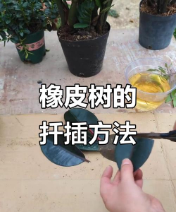 橡皮树夏天怎么扦插