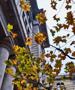 法桐树干黄叶是什么原因