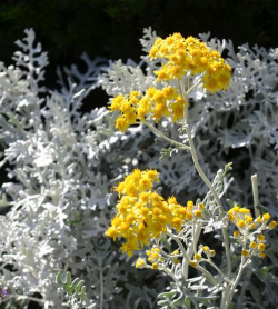 银叶菊是什么科属