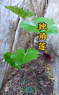 独角莲是什么科的植物