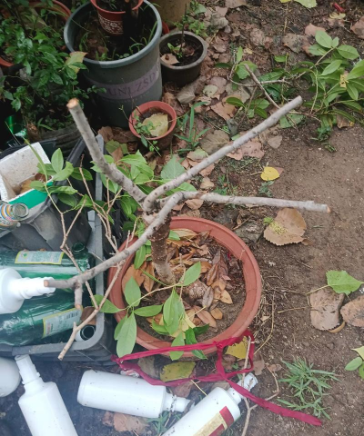 家庭养花用生根粉