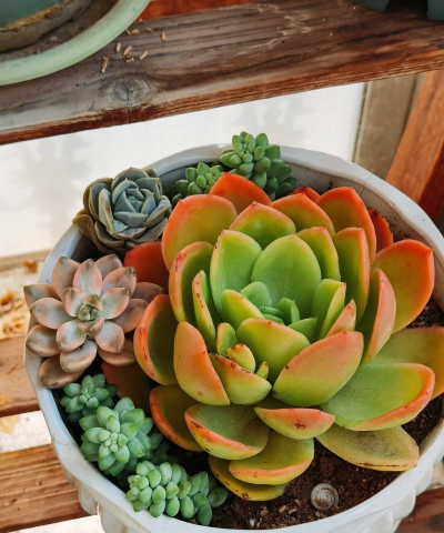 家庭养花用生根粉