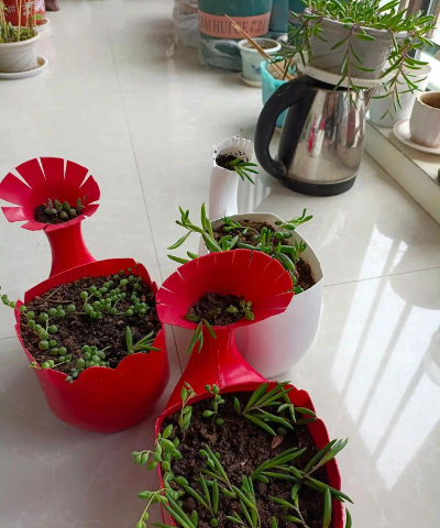 家庭养花用生根粉