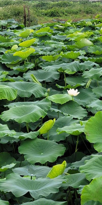 大荷花叶子叫什么荷花