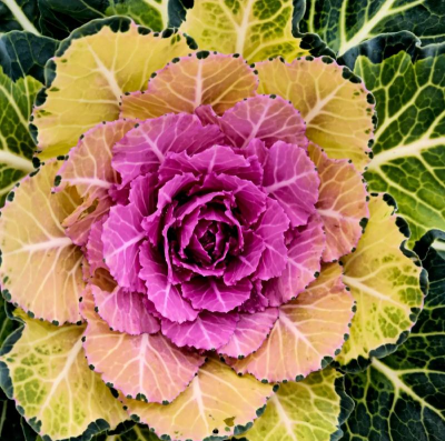 长得像甘蓝的是什么花