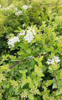 珍珠梅属于什么科植物