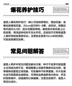 家庭养花用生根粉