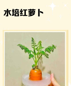 为什么水培胡萝卜会发臭