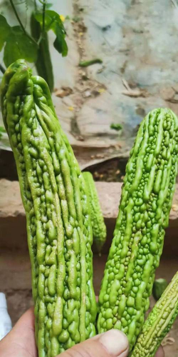 金钟苦瓜高效益栽培