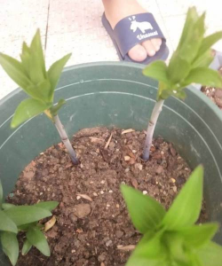 家庭养花用生根粉