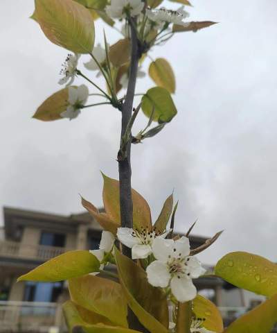 梨子什么季节开花结果