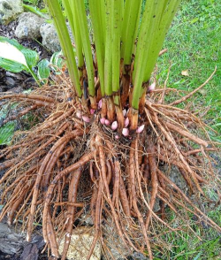 家庭养花用生根粉