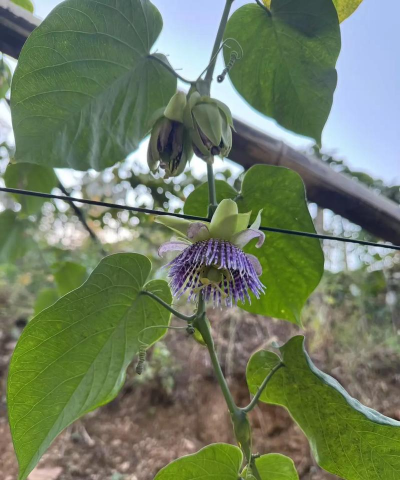 罗汉果属有什么植物