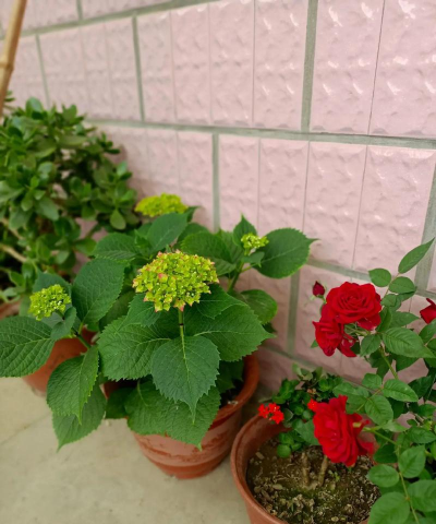 家庭养花用生根粉