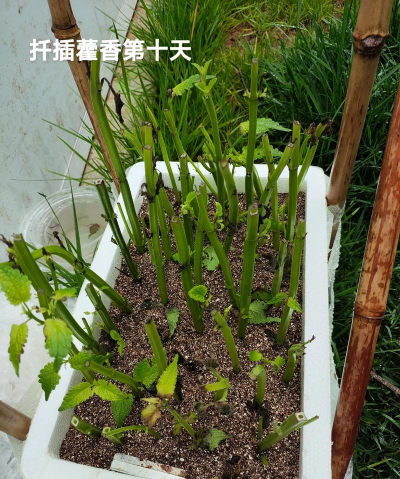 家庭养花用生根粉