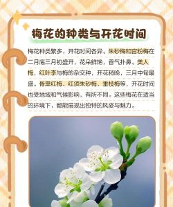 梅花花是什么时候开花