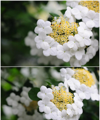 琼花是什么城市的花