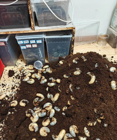 家庭养花用生根粉