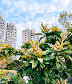 枇杷树下面种什么花好