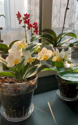 家庭养花用生根粉