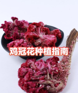 鸡冠花栽培指南 鸡冠花栽培指南