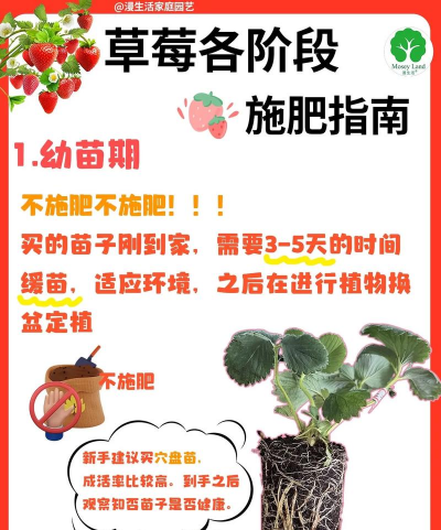 草梅结果时怎么施肥