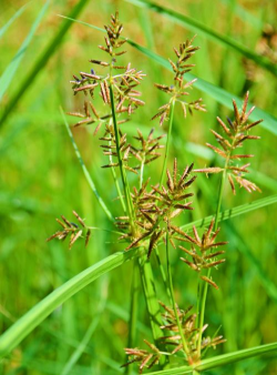 三棱的花是什么