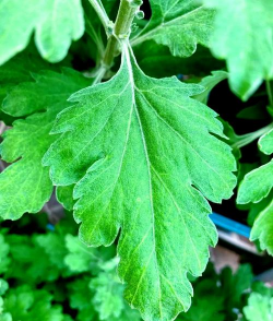 菊花叶是什么植物