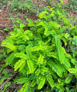 鸡骨草花什么样