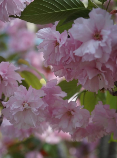 日本晚樱有什么用