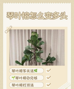 多头叶子如何变宽