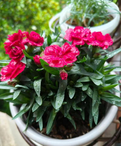 家庭养花用生根粉