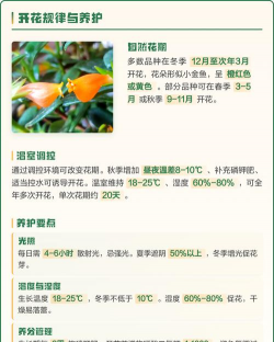大金鱼吊兰什么时候开花