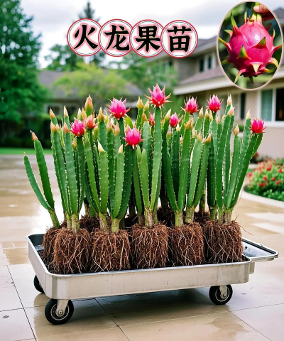 火龙果苗怎么处理好