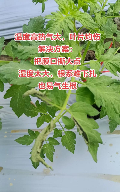 西红柿树为什么要发温