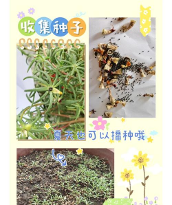 大花马齿苋如何播种