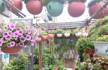 家庭养花用生根粉