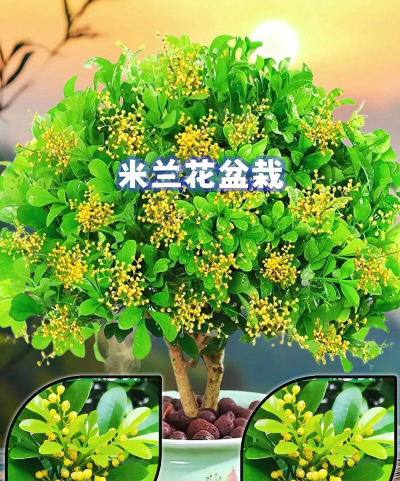 四季米兰怎么分辨