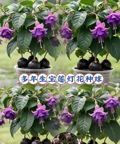 家庭养花用生根粉