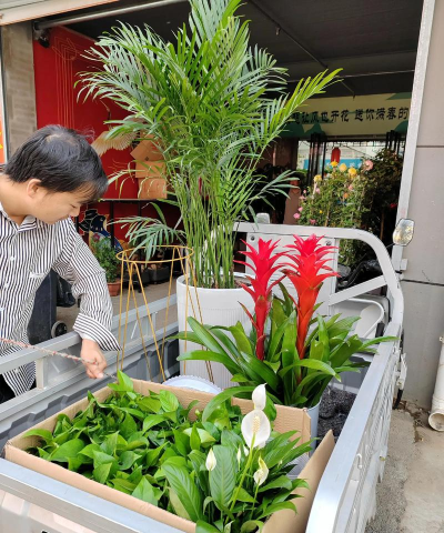 家庭养花用生根粉