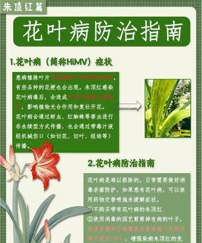 花叶生病了怎么办