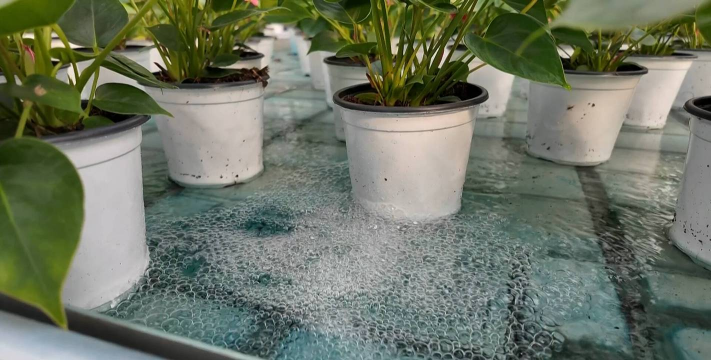 家庭养花用生根粉