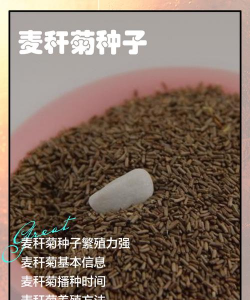 麦秆菊种子怎么收集