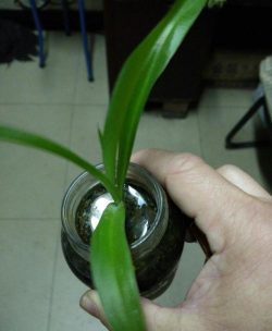 家庭养花用生根粉