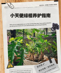 小天使绿植怎么养好