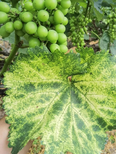 葡萄结果起黄斑是什么病 葡萄结果起黄斑是什么病