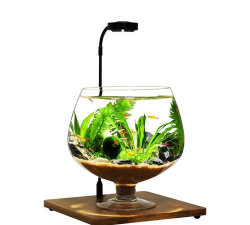 高脚杯养鱼养花 高脚杯养鱼养花